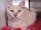 Adopt LOKI a Domestic Medium Hair