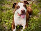 Adopt BOLOGNA a Pit Bull Terrier, Mixed Breed