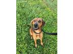 Adopt NELLY a Redbone Coonhound, Mixed Breed