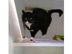 Adopt Precious a Domestic Short Hair