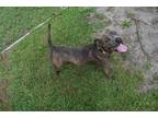 Adopt BARBIE a Pit Bull Terrier, Mixed Breed