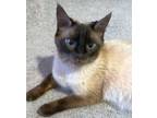 Adopt HALEY a Siamese