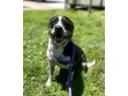 Adopt Denise a Border Collie, Boston Terrier
