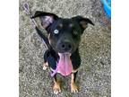 Adopt AZUL a Husky, Rottweiler