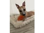Adopt Clementine a Mixed Breed