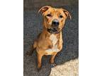 Adopt Robin a Retriever, Mixed Breed