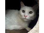 Adopt Coconut a Domestic Short Hair, American Bobtail