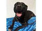 Adopt Annie a American Bully