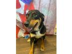 Adopt Taylor a Beauceron, Anatolian Shepherd