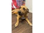 Adopt Sunflower a American Bully