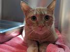 Adopt EMERSON a Domestic Short Hair