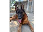 Adopt Ellie a German Shepherd Dog
