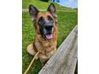 Adopt Pebbles a German Shepherd Dog