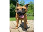 Adopt SUNNY a Chow Chow, Siberian Husky