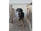 Adopt Raine a Doberman Pinscher