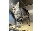 Adopt Little Nell a Domestic Short Hair