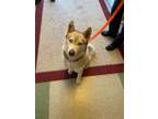 Adopt Astra a Siberian Husky, Mixed Breed