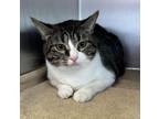 Adopt Lucky a Domestic Short Hair