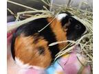 Adopt THELMA a Guinea Pig