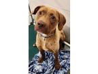 Adopt ARWEN a Labrador Retriever