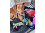 Adopt Iris a Hound, Doberman Pinscher