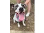 Adopt Cookie a Pit Bull Terrier, Labrador Retriever
