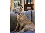 Adopt Paisley a Border Terrier