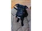 Adopt Bubble Yum a Labrador Retriever