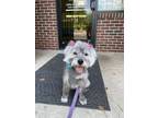 Adopt Bonnie a Schnauzer, Jack Russell Terrier