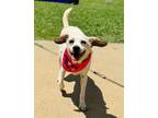 Adopt LANIE a Beagle, Mixed Breed