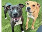 Adopt MAISY a American Staffordshire Terrier, Hound
