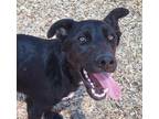 Adopt GOLDFISH a German Shepherd Dog, Mixed Breed
