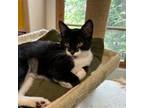 Adopt Swallowtail a Domestic Short Hair