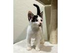 Howie American Shorthair Kitten Male