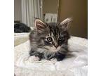 (bq) Dean (Pending) Domestic Longhair Kitten Male