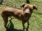 Badger (HW+) Labrador Retriever Adult Male