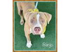 BANJO American Staffordshire Terrier Young Male