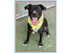 LITA American Staffordshire Terrier Adult Female