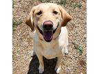 Nukka Labrador Retriever Adult Female