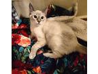 Cream Puff Domestic Shorthair Kitten Female