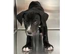 Candace Labrador Retriever Puppy Female