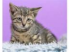 Raja Domestic Shorthair Kitten Male