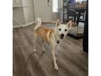Adopt Daisie a Shiba Inu, Husky