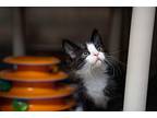 Grape Domestic Longhair Kitten Female