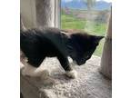 Jada Domestic Mediumhair Kitten Female