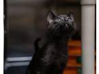 Blackie Domestic Mediumhair Kitten Female