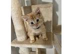 Silias Domestic Longhair Kitten Male