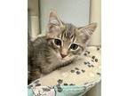 White Sox Domestic Shorthair Kitten Male
