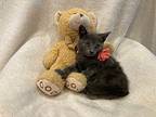 Karina Russian Blue Kitten Female