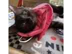 Tacca Domestic Shorthair Kitten Female